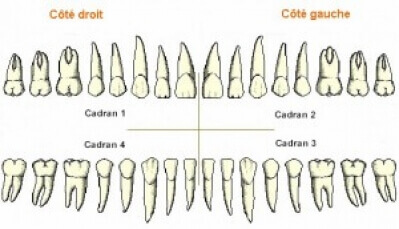 Le schéma dentaire
